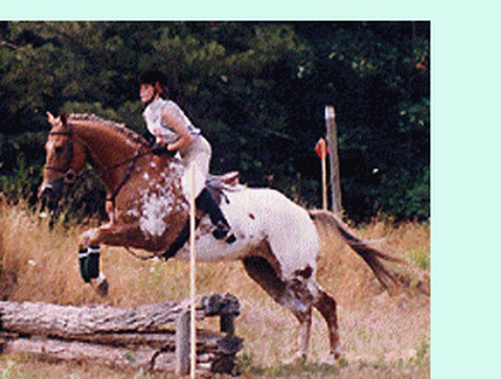 Tricia eventing — jumping in the field